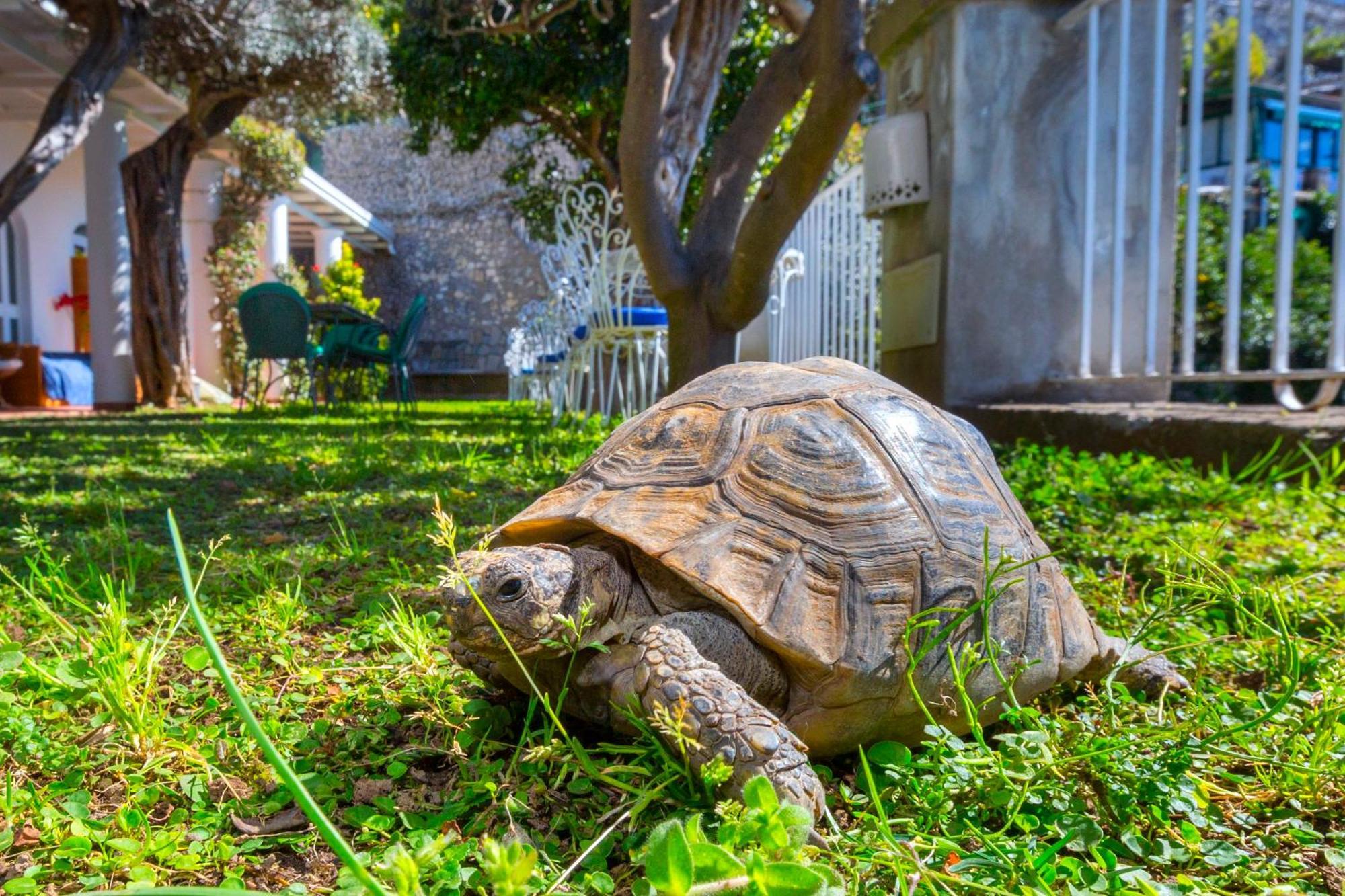 Bed & Breakfast La Maliosa D' Arienzo